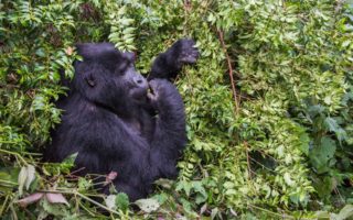 3 Days Bwindi and Lake Bunyonyi Uganda Safari