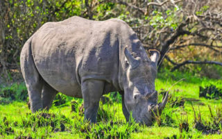 9 Days Uganda Safari