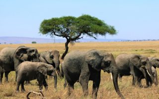 5 Days Tanzania Safari