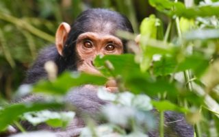 Chimpanzee Trekking in Kibale