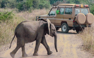 Uganda Luxury Safari