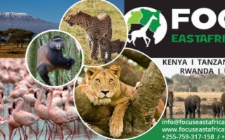 Uganda Safari Companies