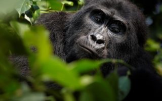 5 Days Uganda Primates Tour