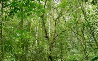 How to get to Mabira forest