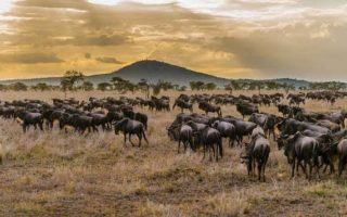 4 Days Serengeti National Park & Ngorongoro Crater Safari
