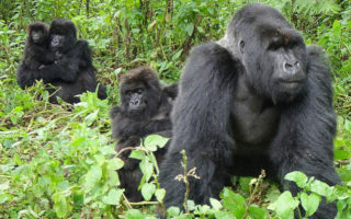 Uganda Rwanda Safaris