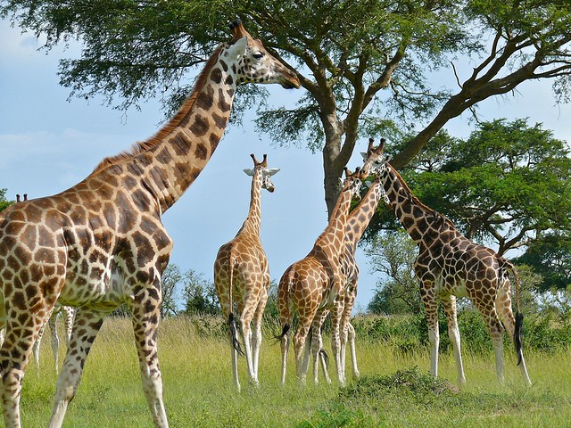 Uganda Rwanda Safaris