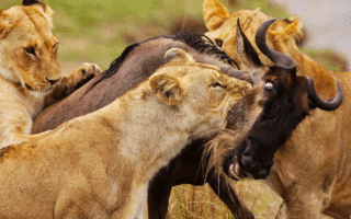 Animals in Masai Mara