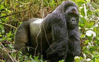 Uganda Gorilla Trekking Tour