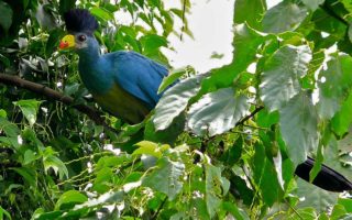 Bigodi Wetland Sanctuary