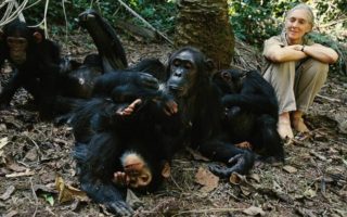 Chimpanzee Habituation