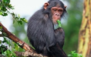 Chimpanzee Trekking