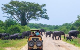 Game Drive in Murchison Falls National Park