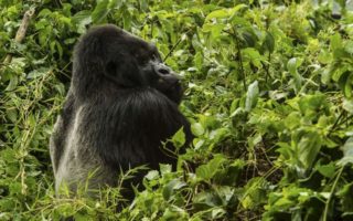 Gorilla Habituation