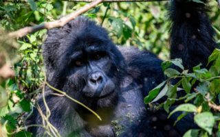 Gorilla Trekking in Rwanda