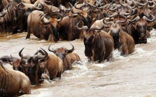 17 Facts About Serengeti National Park