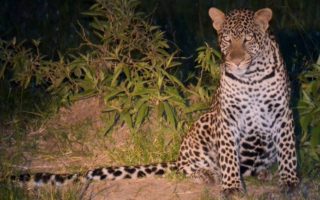 Night game drives safari in Uganda