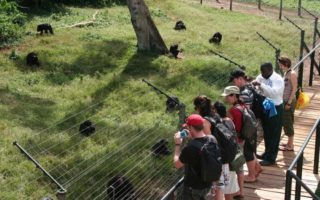 Ngamba Island Chimpanzee Sanctuary