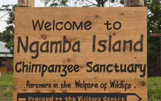 Ngamba Island Chimpanzee Sanctuary