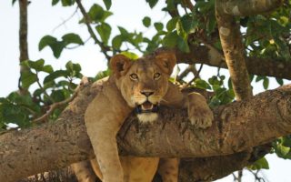 Uganda Safari Cost