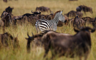 7 Day Maasai Mara Honeymoon Safari