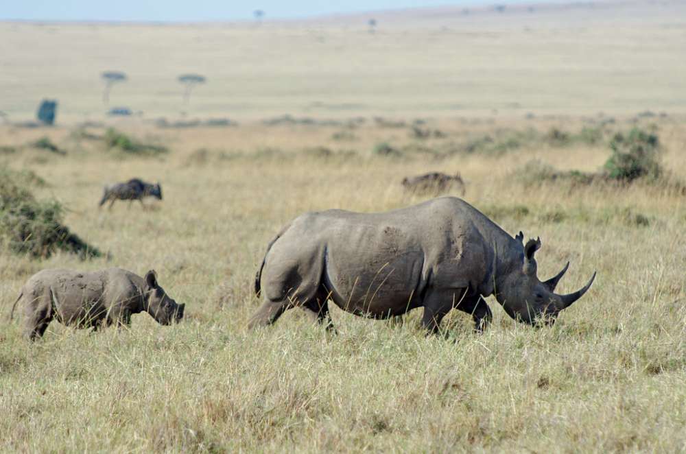 5 Days Serengeti & Ngorongoro safari
