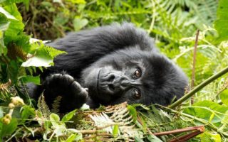 Tours to Uganda