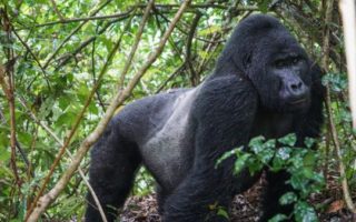 Silverback Gorillas