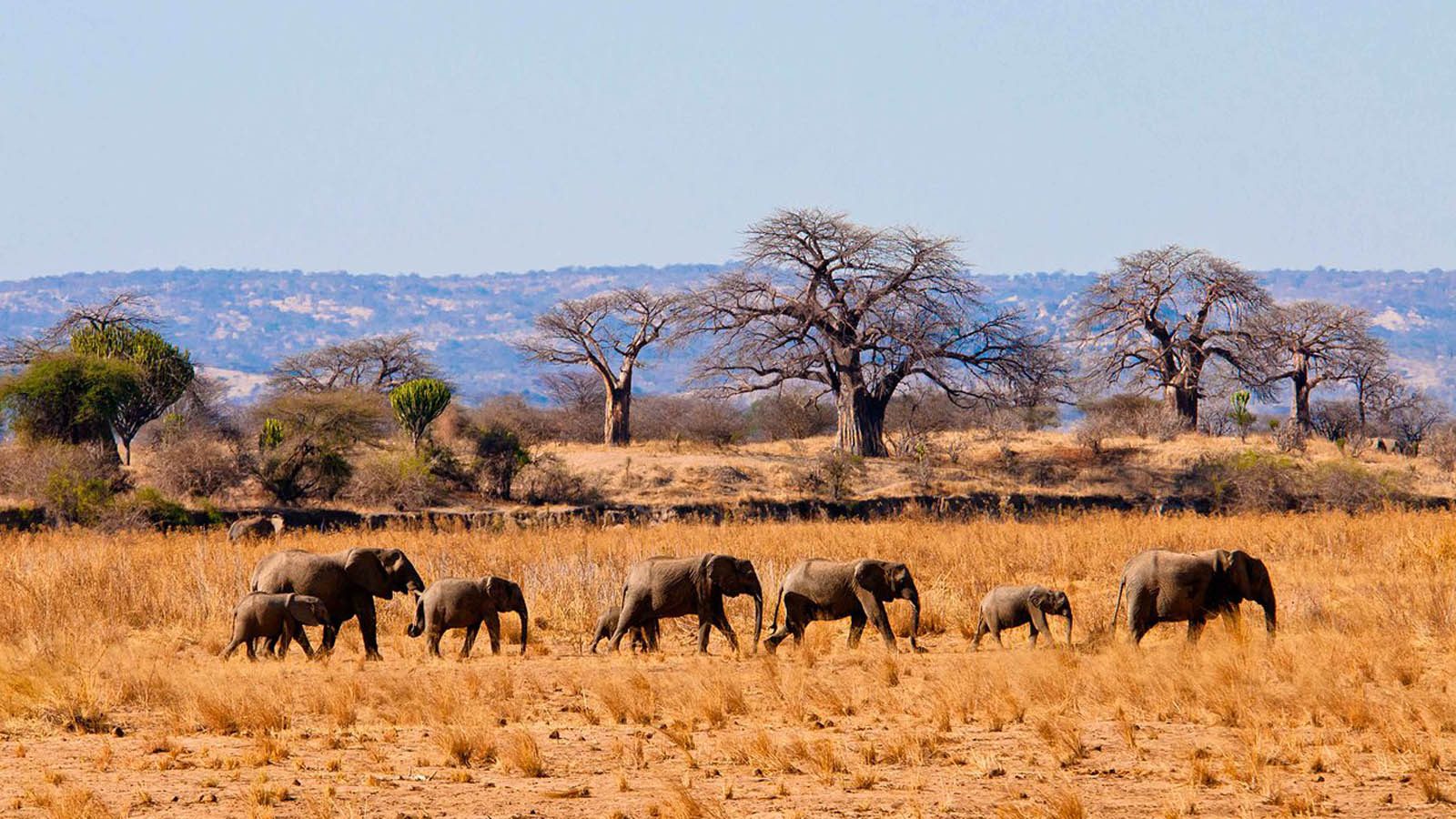 safari tansania tarangire