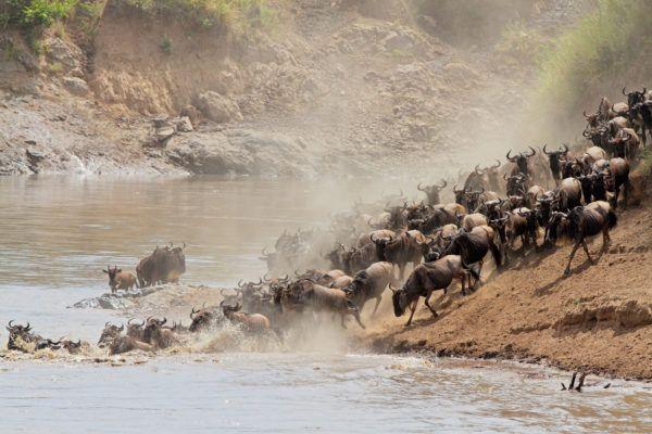 Wildebeest Migration in Masai Mara