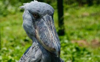 Birding in Uganda