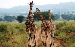 Best time for Uganda Safari