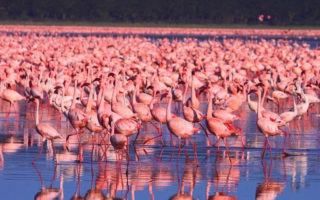1 Day Lake Nakuru Park Kenya Safari