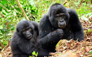Uganda Gorilla Trekking from Kigali