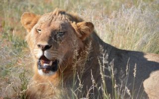 Lion Tracking Experience