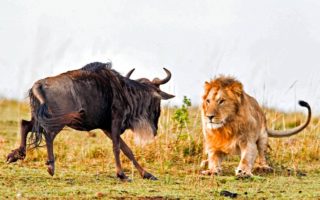 Uganda Safari Fastest Land Mammal