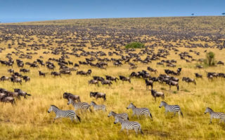 21 Facts about Masai Mara