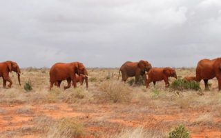 1 Day Tsavo East National Park Safari