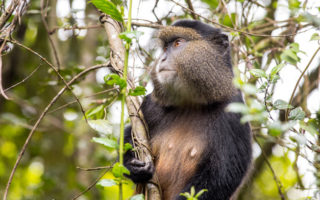 2 Days Mgahinga Golden Monkey Tour