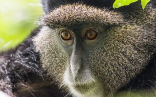 3 Days Mgahinga Gorilla & Golden Trekking Safari