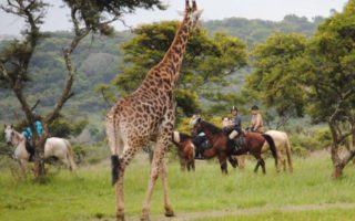 Safari Uganda