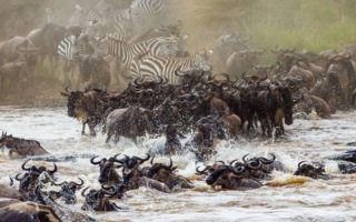 Tanzania Safaris