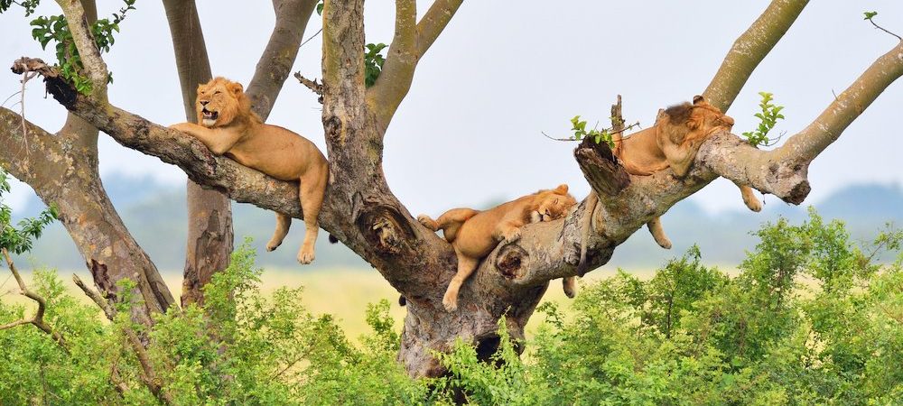 5 Days Uganda Wildlife Safari