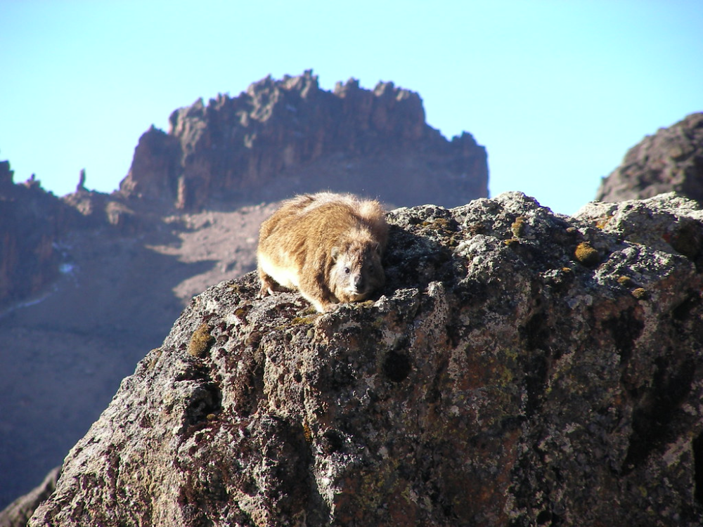 mount kenya national park