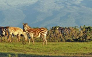 Safari destinations in Kenya