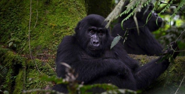 Is Gorilla Trekking Worthy the Money?