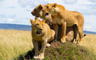 Safari Kidepo Valley National Park