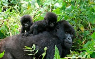 7 Days Best of Uganda Wildlife Safari