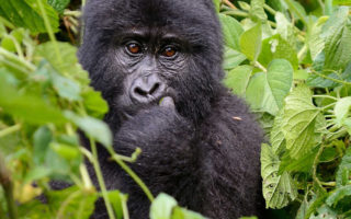 7 Days Uganda Wildlife & Gorilla Trekking Safari