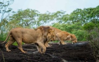 7 days Kidepo & Murchison Wildlife  safari